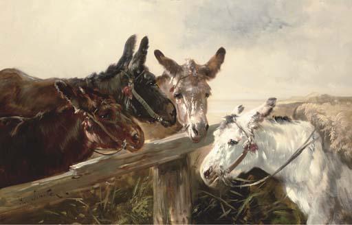 Henry Schouten - Donkeys