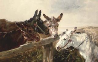 Henry Schouten - Donkeys