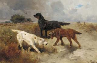 Henry Schouten - Gundogs
