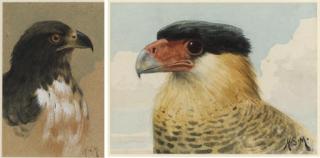Henry Stacy Marks, R.A., R.W.S. - A Peregrine Falcon; An Imperial Eagle