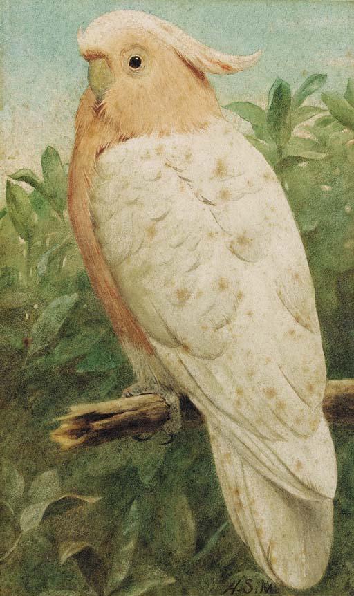 Henry Stacy Marks, R.A., R.W.S. - Pink cockatoo