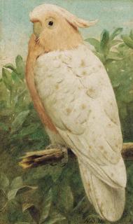 Henry Stacy Marks, R.A., R.W.S. - Pink cockatoo