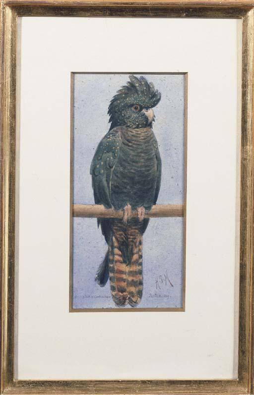Henry Stacy Marks - A Banksian Cockatoo