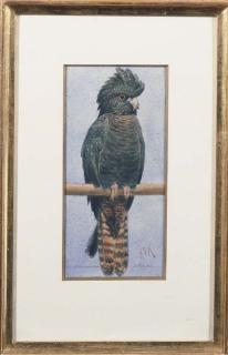 Henry Stacy Marks - A Banksian Cockatoo