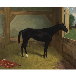 Henry Stull - American Black Horse