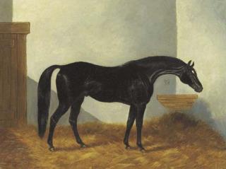 Henry Stull - Virgil, a Black Stallion in a stable