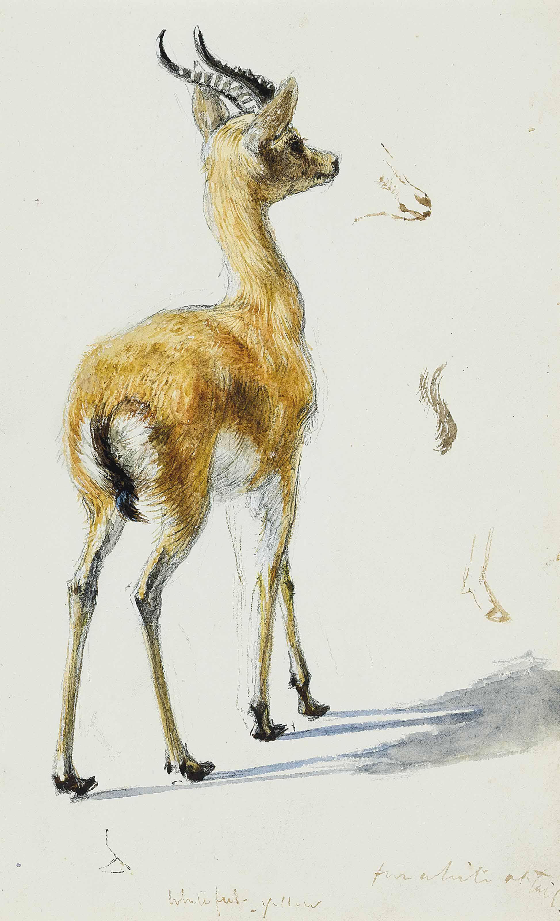 Henry Wallis, R.W.S. - Study of a fawn (illustrated); and A study of female heads