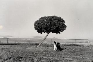 Henry Wessel - Tasha and Pekoe, 1988