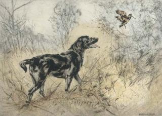 Henry Wilkinson - A Labrador Putting Up A Snipe