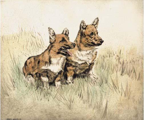 Henry Wilkinson - Corgis