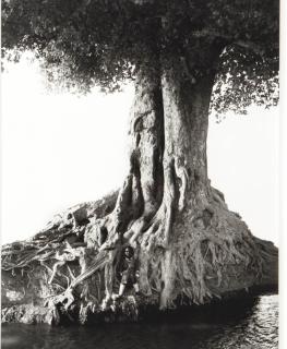 Herb Ritts - Nangini Giant Fig Tree - Full View, 1993