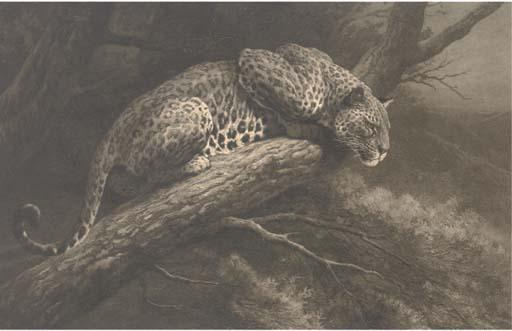 Herbert Dicksee - Leopard on the branch of a tree
