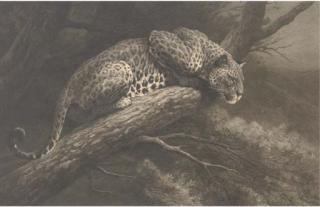 Herbert Dicksee - Leopard on the branch of a tree