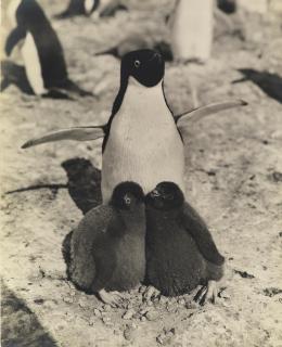 Herbert G. Ponting - Adélie Penguin and Chicks, Antarctica, c. 1911
