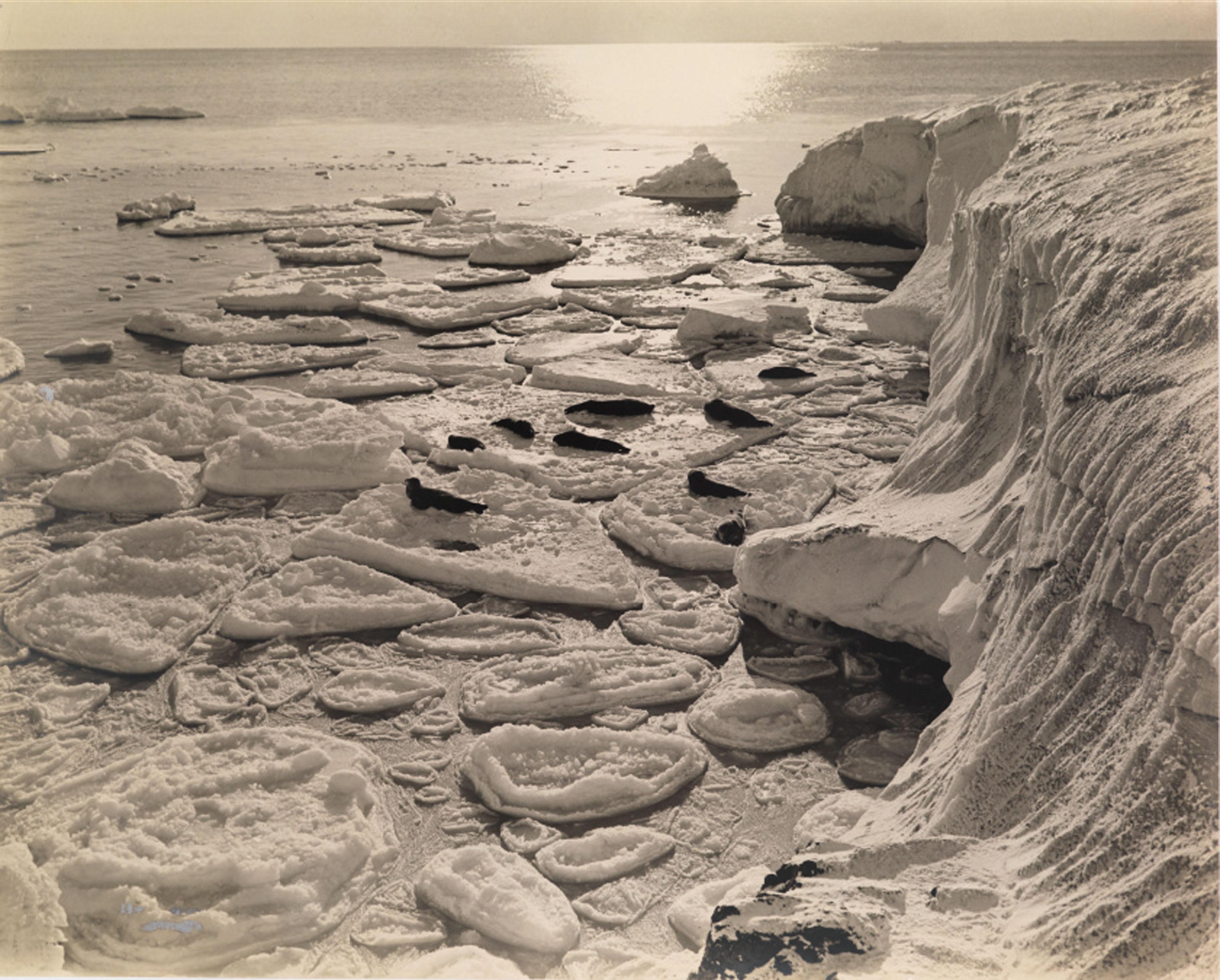 Herbert G. Ponting - Seals Basking on Pancake Ice, Antarctica, c. 1911
