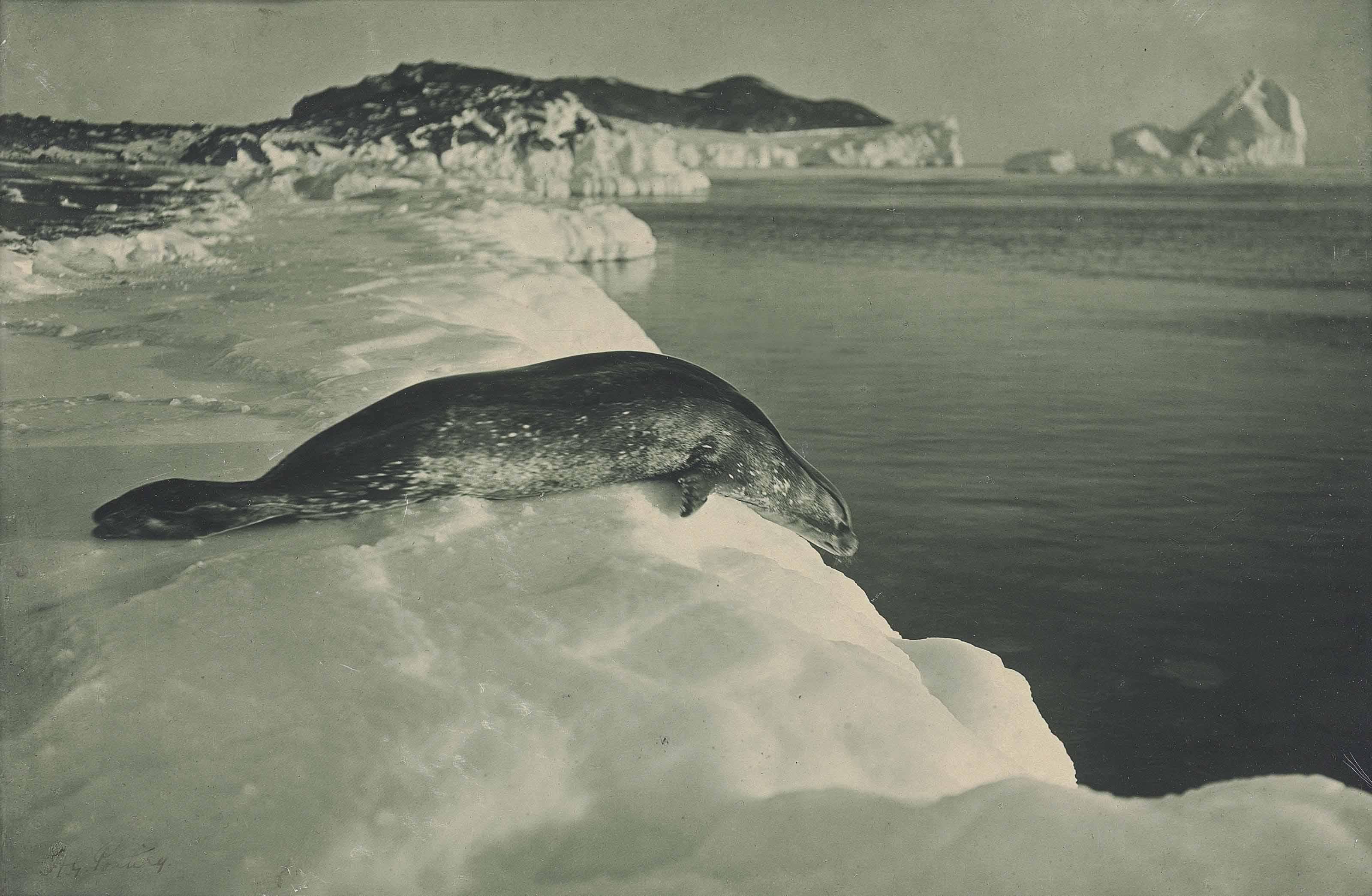 Herbert George Ponting - A Weddell Seal About To Dive
