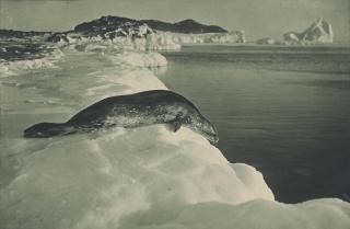 Herbert George Ponting - A Weddell Seal About To Dive