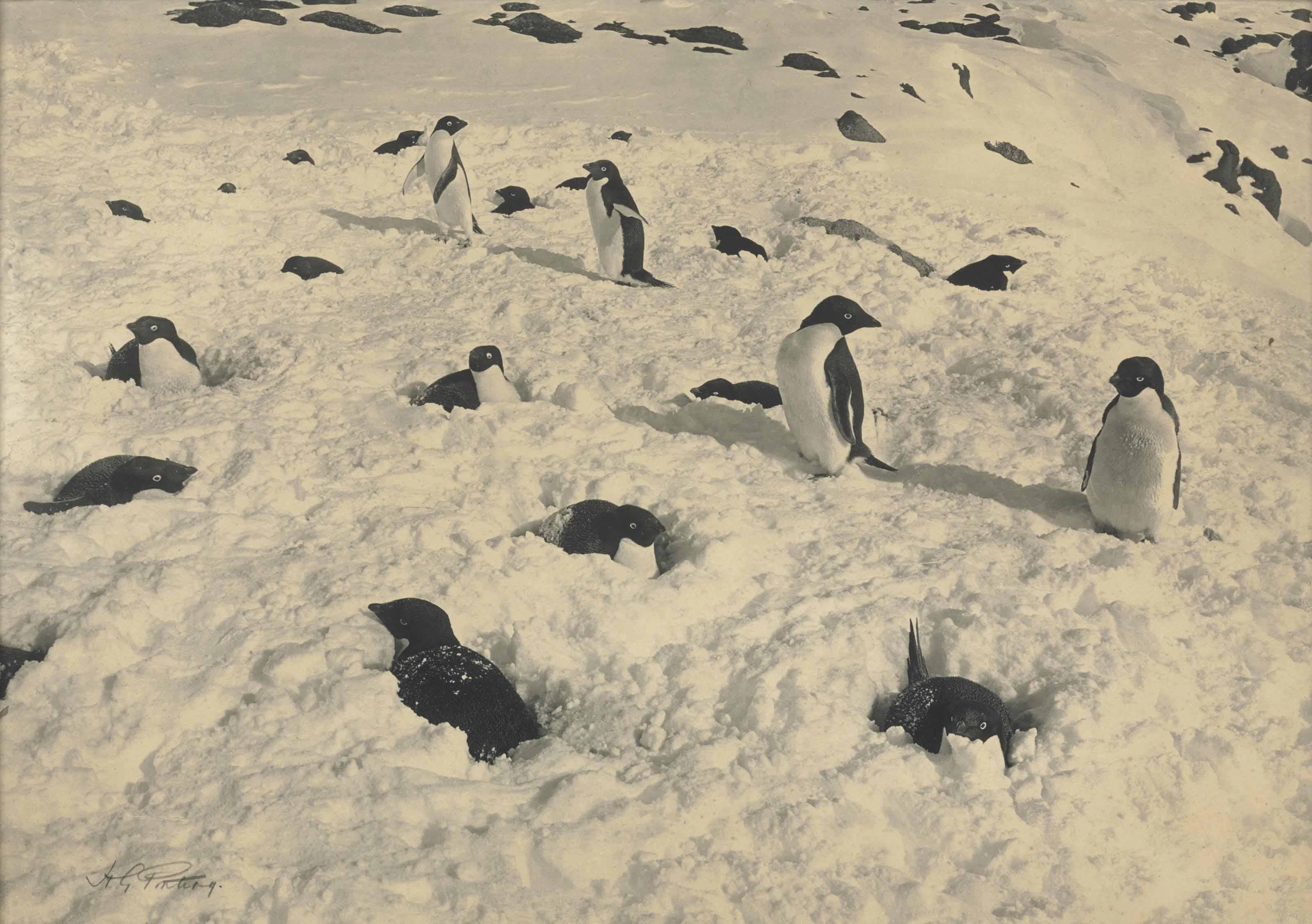 Herbert George Ponting - Adélie Penguins Snowed Up On Their Nests; Adélie Penguin And Chicks