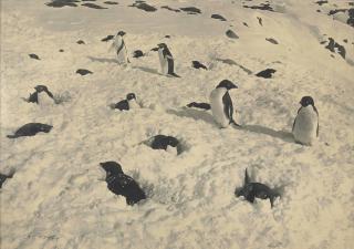 Herbert George Ponting - Adélie Penguins Snowed Up On Their Nests; Adélie Penguin And Chicks