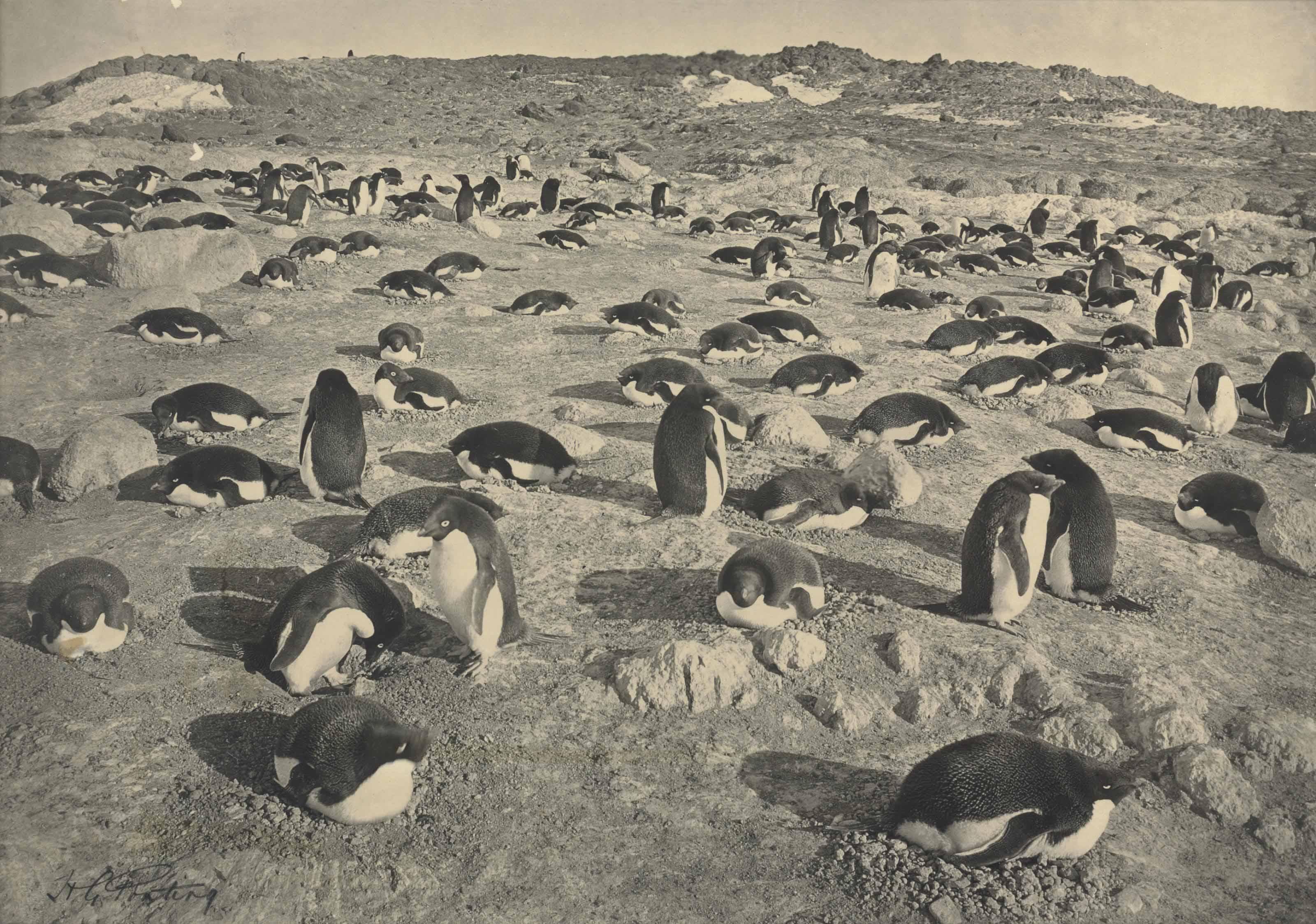Herbert George Ponting - On The Penguinery, Cape Royds (26 November 1911)