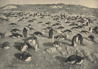 Herbert George Ponting - On The Penguinery, Cape Royds (26 November 1911)