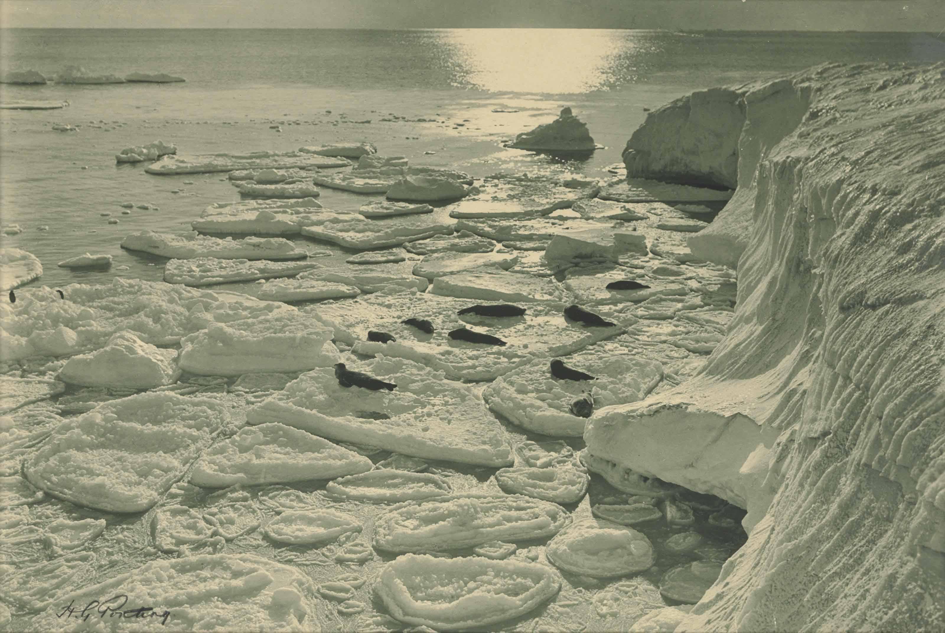 Herbert George Ponting - Seals Basking On Pancake Ice; Midnight In Antarctic Summer (30 January 1912)