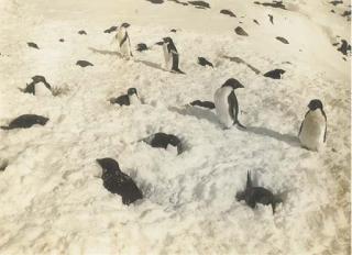 Herbert George Ponting - Sitting Penguins Snowed Up; And Sitting Penguin Snowed Up