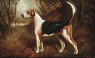 Herbert H. St. John Jones - A favourite beagle