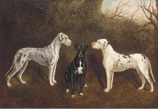 Herbert H. St John Jones - The Great Danes, Highfield Schamberg, Highfield Bess, And Highfield Viking, The Property Of George Ray Esq. Of Highfields, Nantwich
