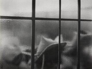 Herbert List - Untitled (Hospital Ward through Translucent Window)