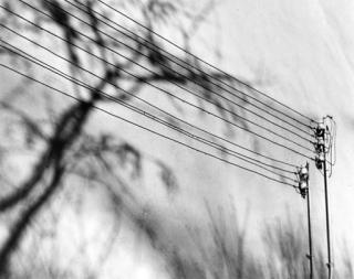 Herbert List - Wires and branches, 1930s-40s