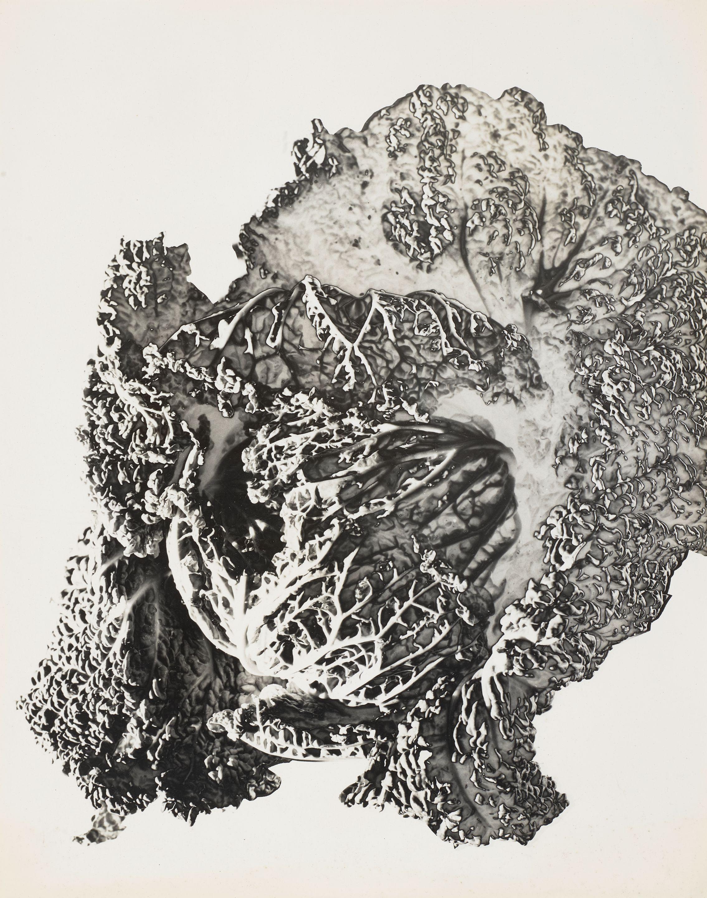 Herbert Matter - Cabbage (solarized)