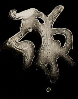 Herbert Matter - Untitled (Biomorphic Photogram)