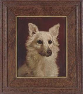 Herbert Sydney - The Head of A Pomeranian Dog