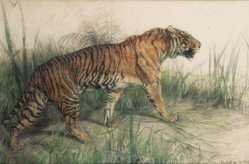 Herbert Van Der Poll - Tiger