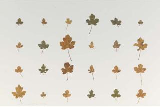 Herman de Vries - Glasgraben