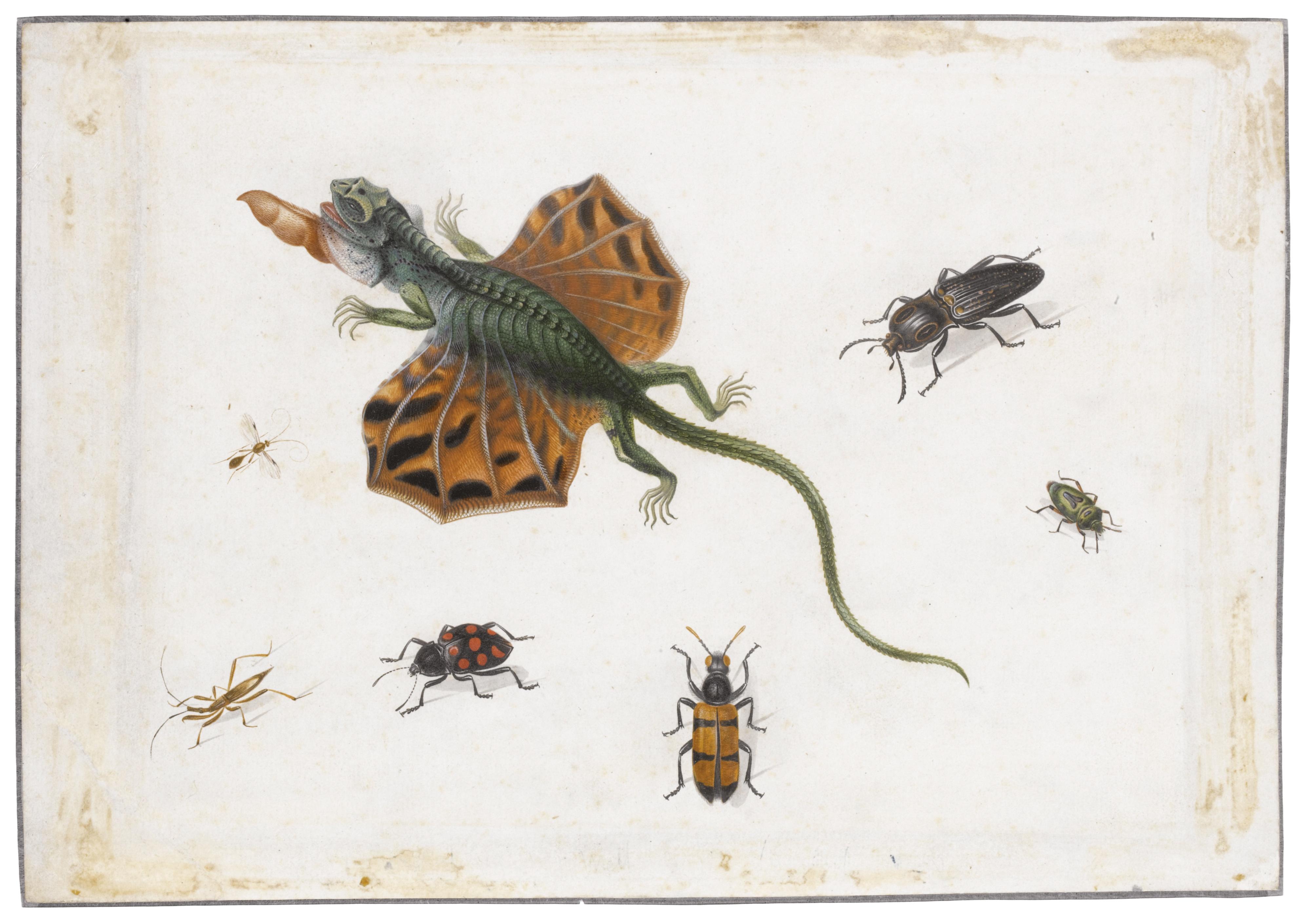 Herman Henstenburgh - A Flying Lizard, Surrounded By Beetles And Other Insects