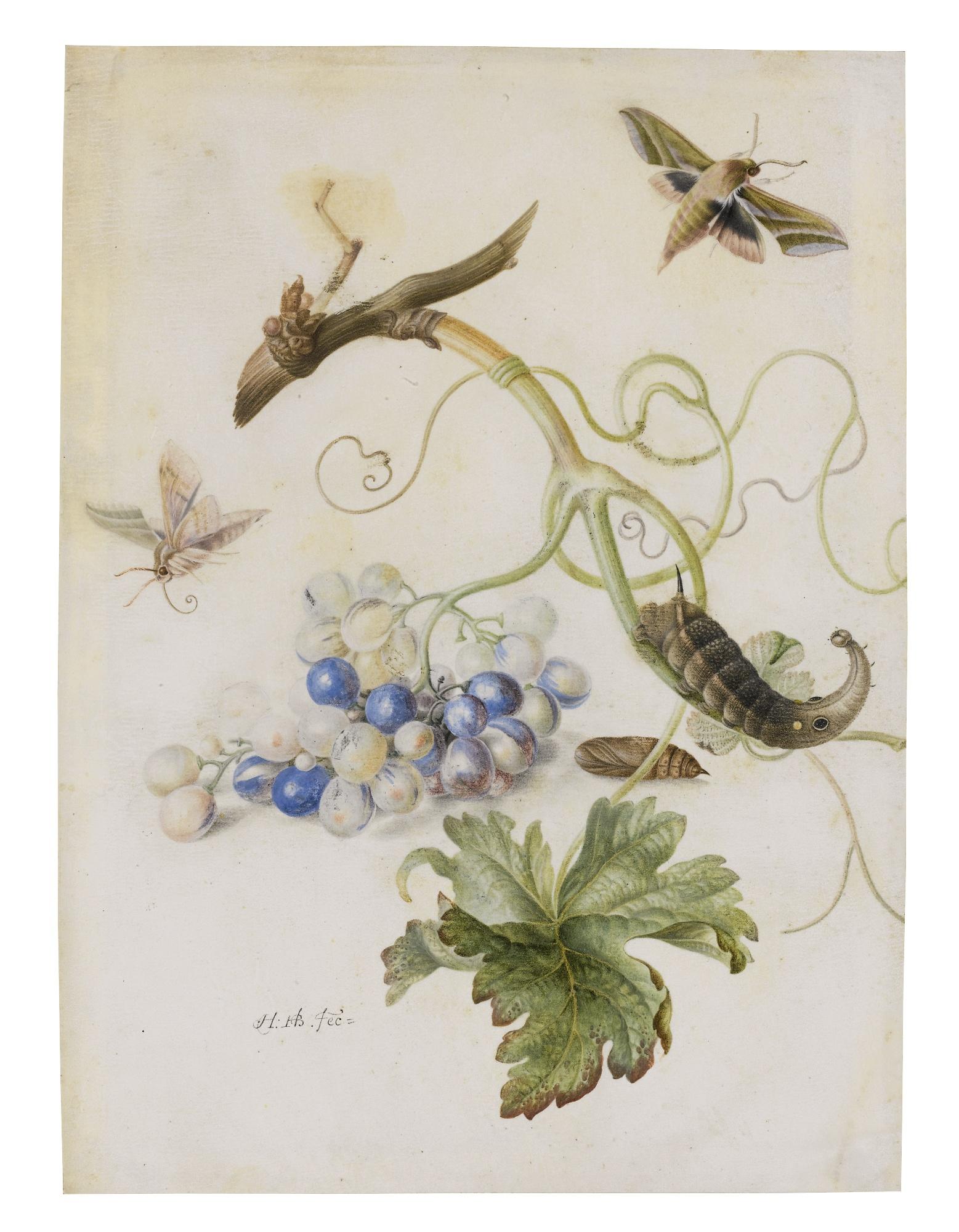 Herman Henstenburgh - A Grape Vine With Moths And Larvae