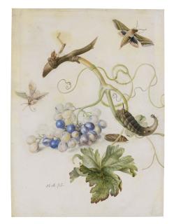 Herman Henstenburgh - A Grape Vine With Moths And Larvae