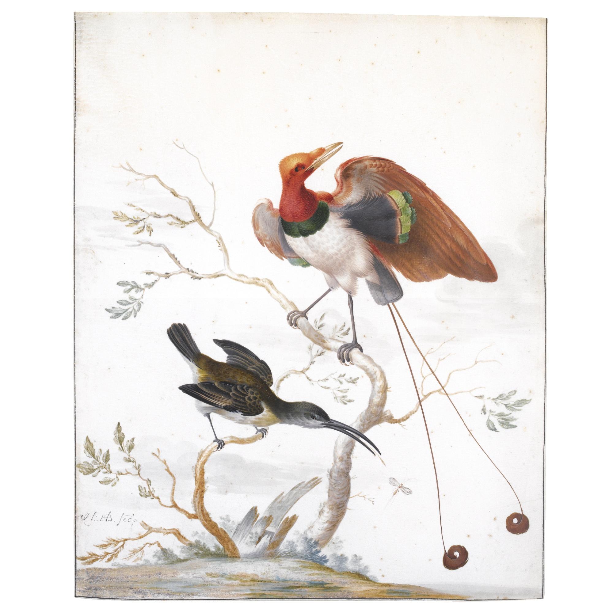 Herman Henstenburgh - A King Bird Of Paradise (Cicinnurius Regius) And A Spiderhunter (Arachnothera)