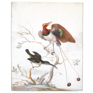 Herman Henstenburgh - A King Bird Of Paradise (Cicinnurius Regius) And A Spiderhunter (Arachnothera)