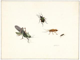 Herman Henstenburgh - A Locust And Three Beetles