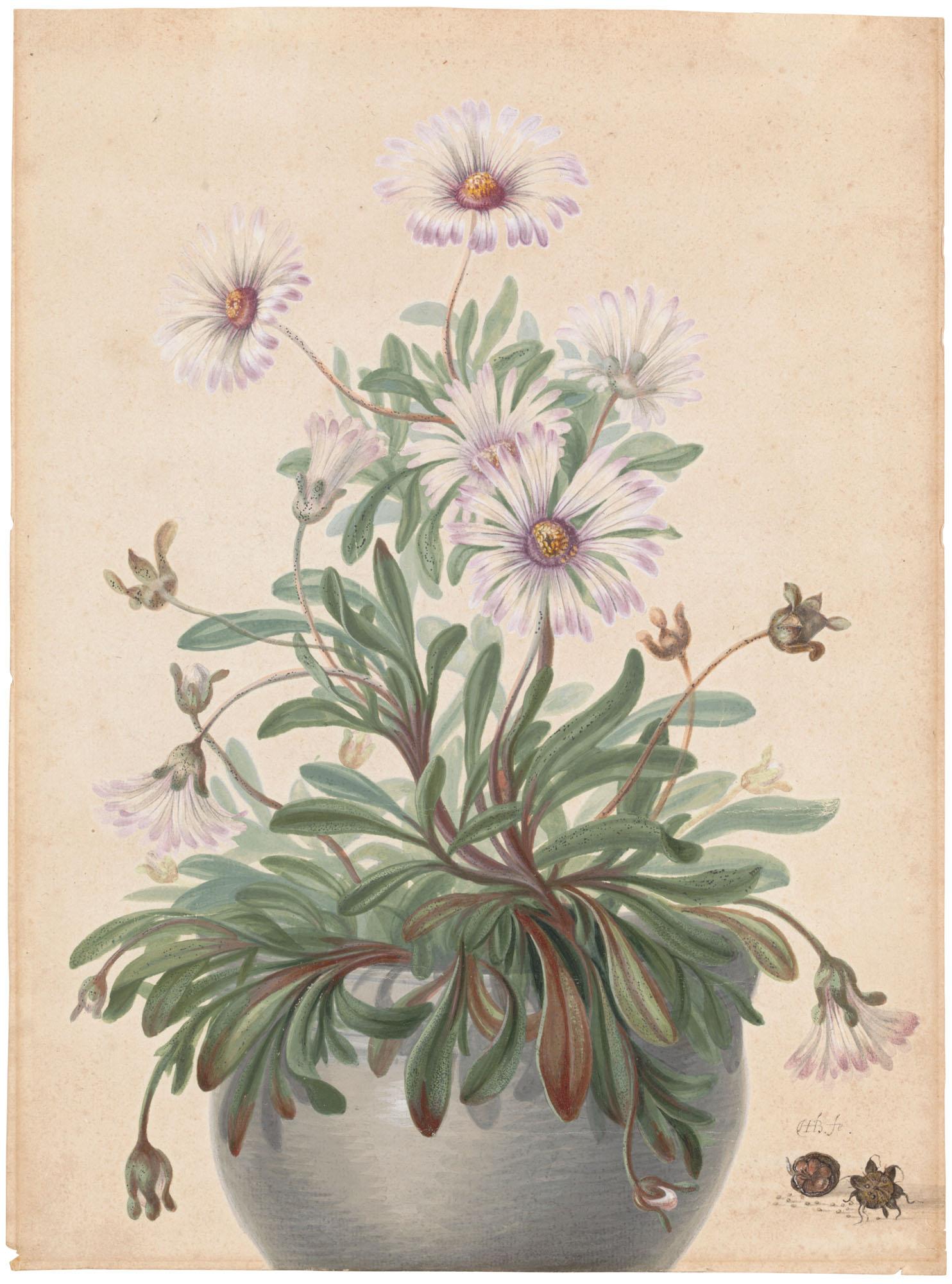 Herman Henstenburgh - A pot with asters and two seed pods