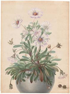 Herman Henstenburgh - A pot with asters and two seed pods