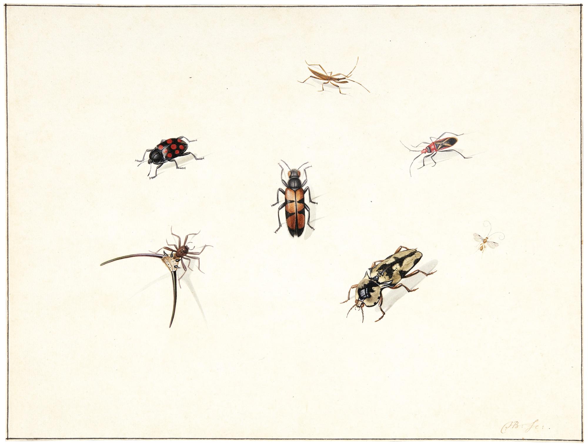 Herman Henstenburgh - A Spider, Beetles And Other Insects