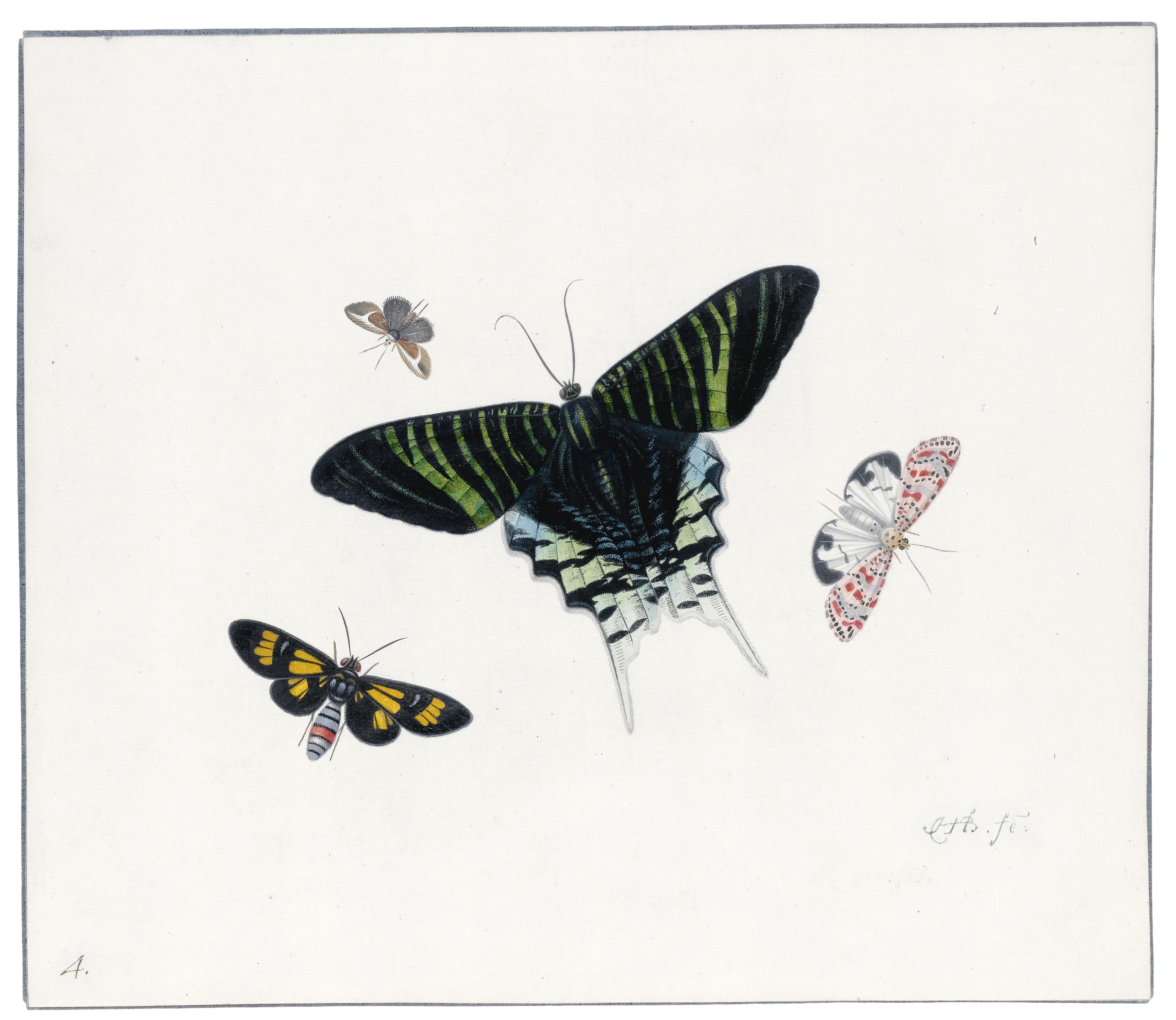 Herman Henstenburgh - Four Butterflies
