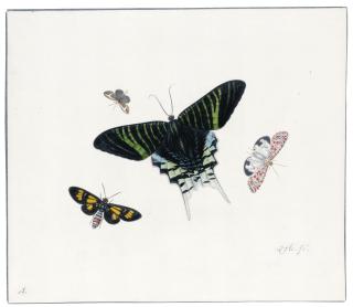 Herman Henstenburgh - Four Butterflies