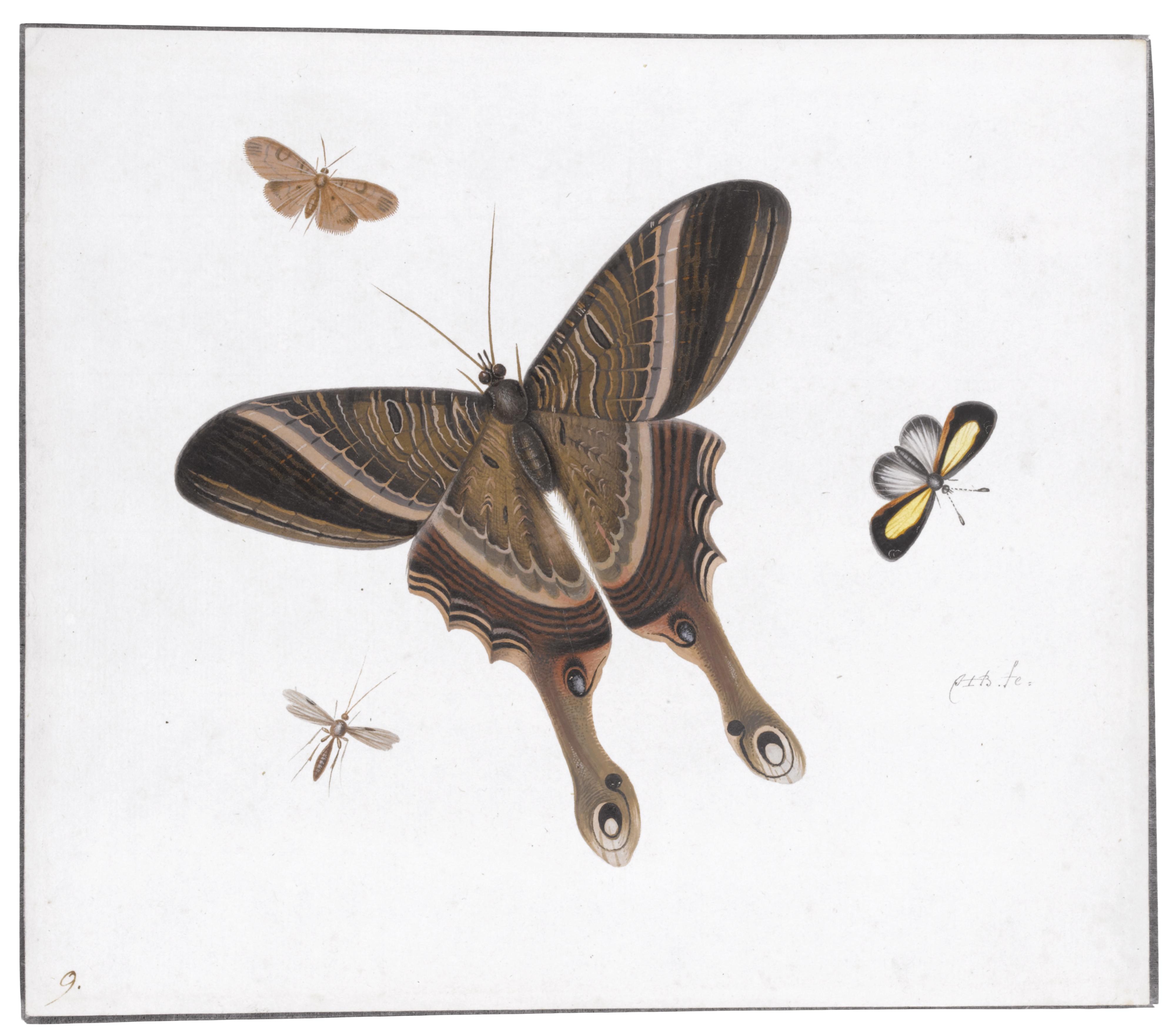 Herman Henstenburgh - Three Butterflies And A Gnat