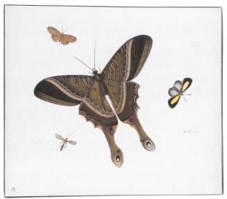 Herman Henstenburgh - Three Butterflies And A Gnat