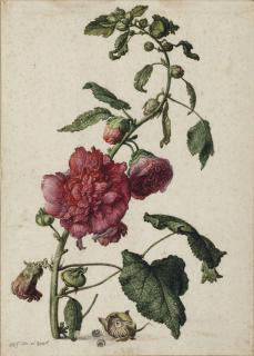 Herman Saftleven - A hollyhock (Alcea rosea)